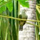 40- Un pigeon vert 